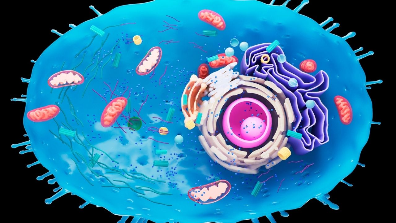 Vacuoles_ Nature's Tiny Storage Compartments with Significant Biological Roles