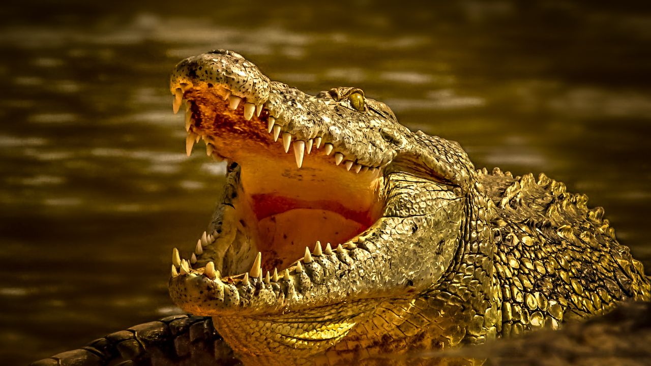 Alligator vs. Crocodile