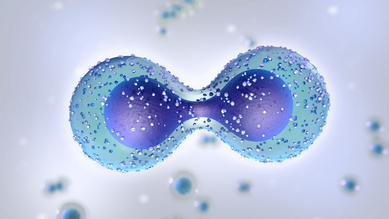 Difference Between Mitosis and Meiosis Delving into Cellular Division